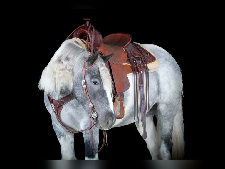 Cob Irlandese / Tinker / Gypsy Vanner Giumenta 3 Anni 147 cm Pezzato in Clarion