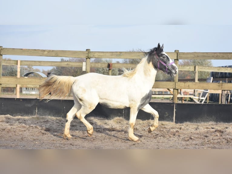 Cob Irlandese / Tinker / Gypsy Vanner Giumenta 3 Anni 148 cm Pezzato in Achtmaal