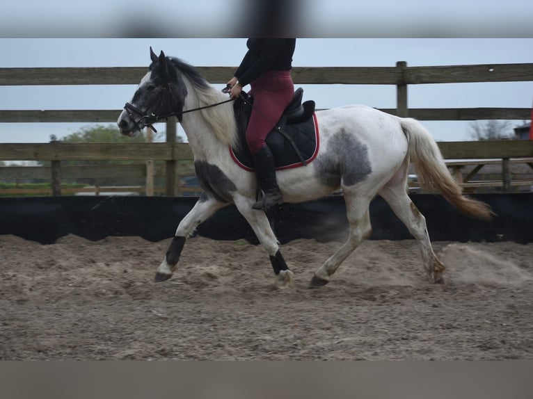 Cob Irlandese / Tinker / Gypsy Vanner Giumenta 3 Anni 148 cm Pezzato in Achtmaal