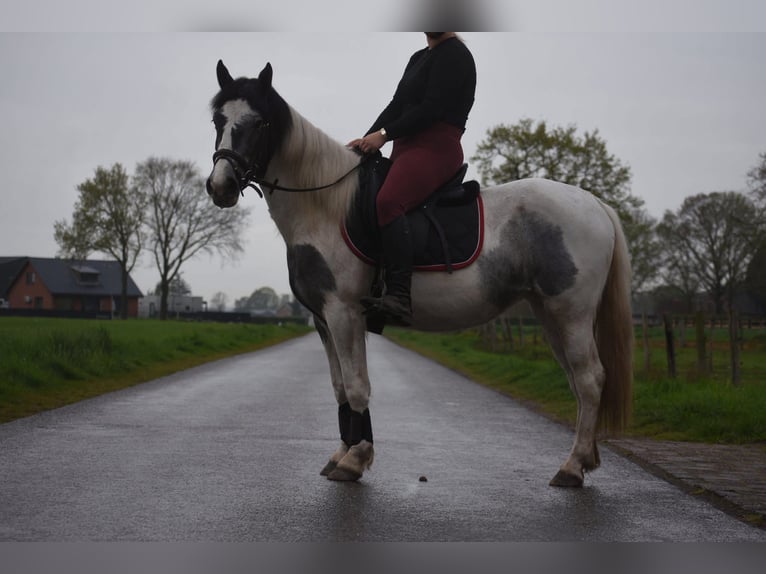 Cob Irlandese / Tinker / Gypsy Vanner Giumenta 3 Anni 148 cm Pezzato in Achtmaal