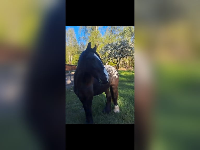 Cob Irlandese / Tinker / Gypsy Vanner Giumenta 3 Anni 152 cm  in Rathenow