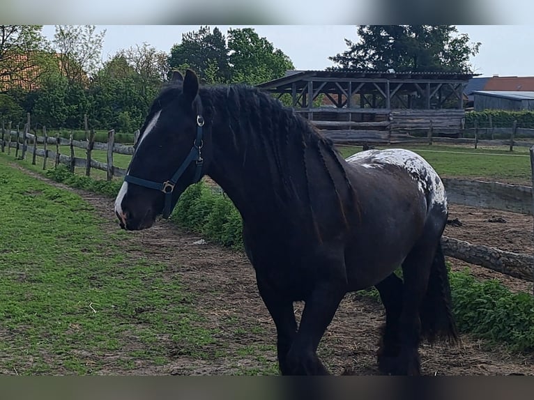 Cob Irlandese / Tinker / Gypsy Vanner Giumenta 3 Anni 152 cm Leopard in Havelaue