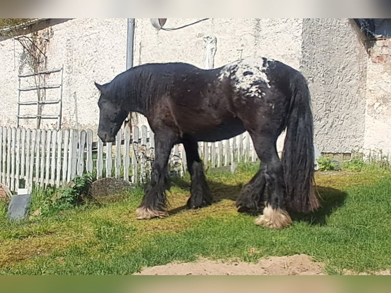 Cob Irlandese / Tinker / Gypsy Vanner Giumenta 3 Anni 153 cm Leopard in Rathenow