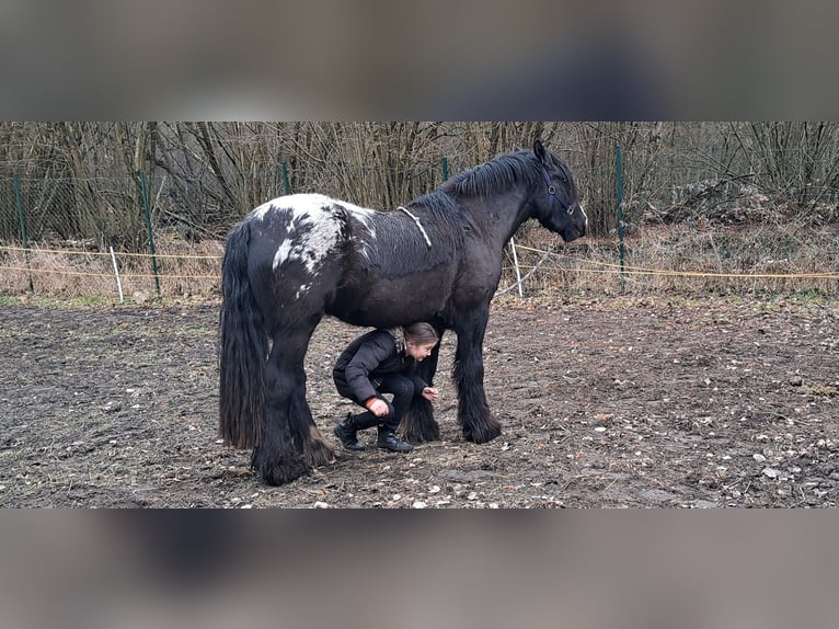 Cob Irlandese / Tinker / Gypsy Vanner Giumenta 3 Anni 153 cm Leopard in Rathenow