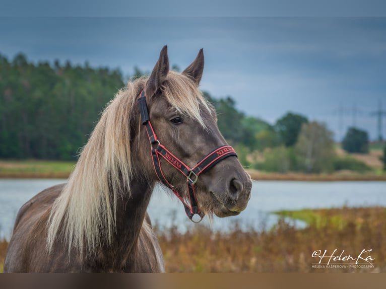 Cob Irlandese / Tinker / Gypsy Vanner Mix Giumenta 3 Anni 160 cm  in Benešov