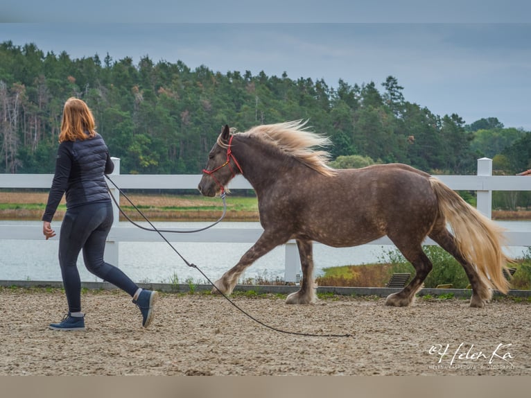 Cob Irlandese / Tinker / Gypsy Vanner Mix Giumenta 3 Anni 160 cm  in Benešov