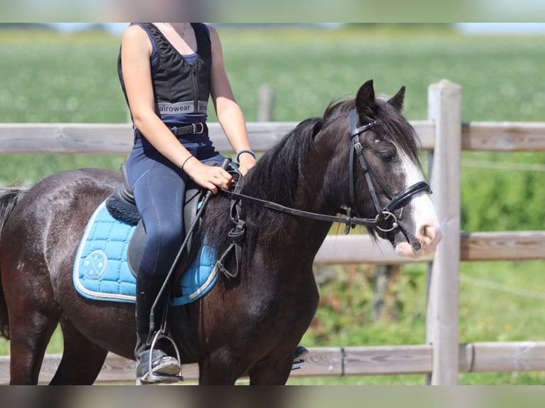 Cob Irlandese / Tinker / Gypsy Vanner Giumenta 4 Anni 120 cm Morello in Pepingen