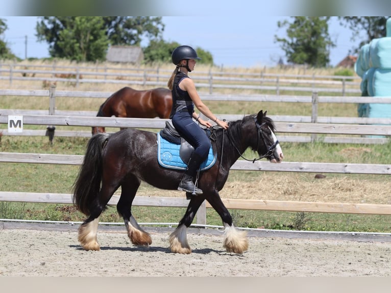 Cob Irlandese / Tinker / Gypsy Vanner Giumenta 4 Anni 120 cm Morello in Pepingen