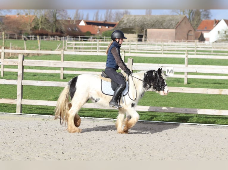 Cob Irlandese / Tinker / Gypsy Vanner Giumenta 4 Anni 122 cm Pezzato in Pepingen