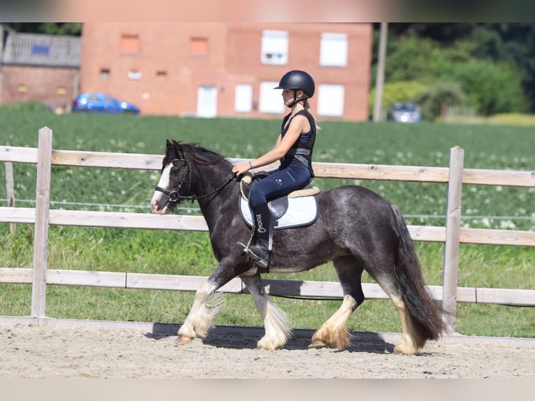 Cob Irlandese / Tinker / Gypsy Vanner Giumenta 4 Anni 123 cm Roano blu in Pepingen