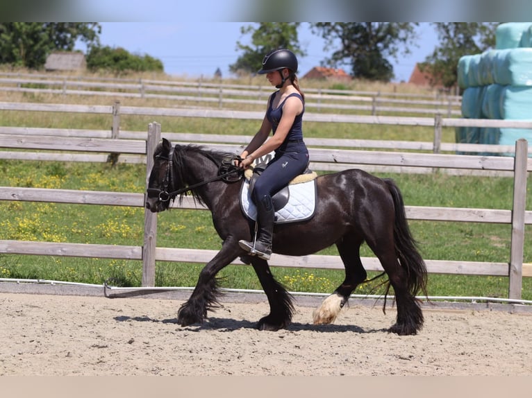 Cob Irlandese / Tinker / Gypsy Vanner Giumenta 4 Anni 124 cm Morello in Pepingen
