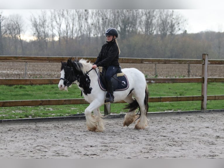 Cob Irlandese / Tinker / Gypsy Vanner Giumenta 4 Anni 126 cm Pezzato in Bogaarden