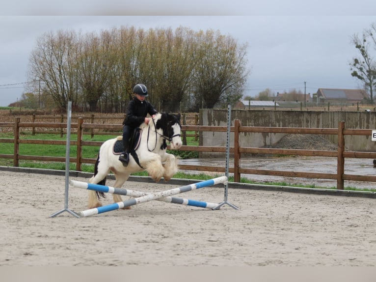 Cob Irlandese / Tinker / Gypsy Vanner Giumenta 4 Anni 126 cm Pezzato in Bogaarden