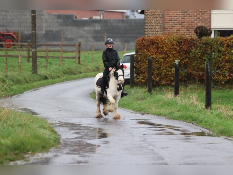Cob Irlandese / Tinker / Gypsy Vanner Giumenta 4 Anni 126 cm Pezzato in Bogaarden