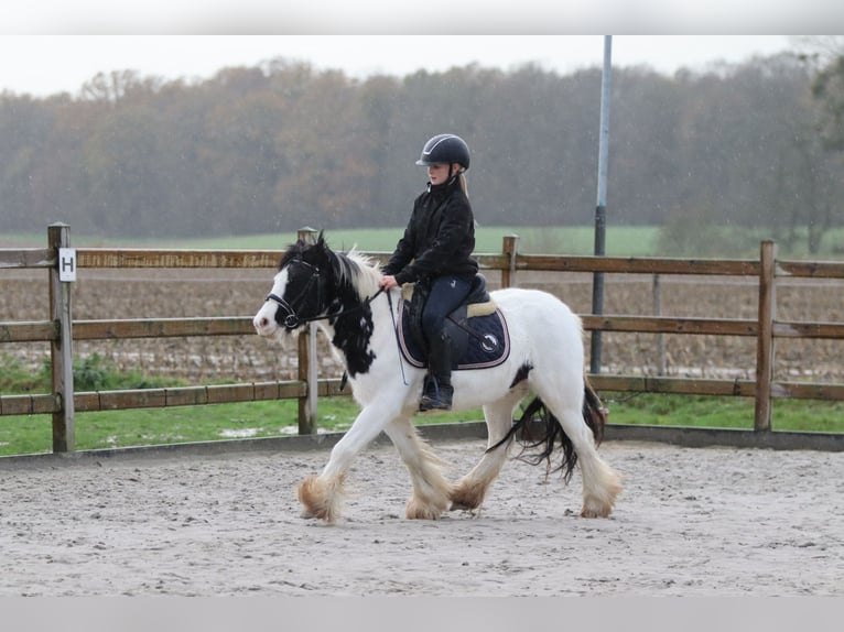 Cob Irlandese / Tinker / Gypsy Vanner Giumenta 4 Anni 126 cm Pezzato in Bogaarden