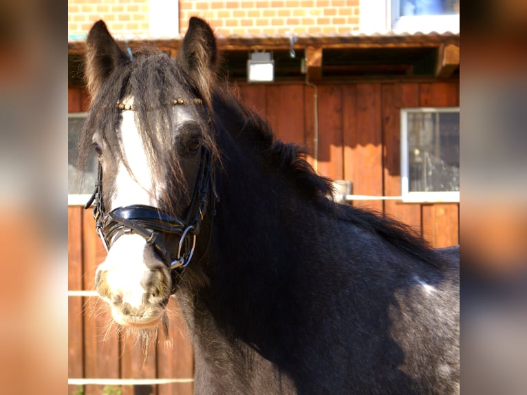 Cob Irlandese / Tinker / Gypsy Vanner Giumenta 4 Anni 128 cm Morello in Velpke
