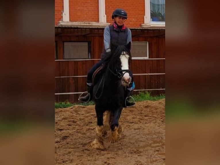 Cob Irlandese / Tinker / Gypsy Vanner Giumenta 4 Anni 128 cm Morello in Velpke