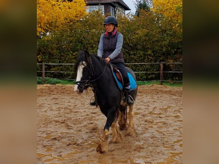 Cob Irlandese / Tinker / Gypsy Vanner Giumenta 4 Anni 128 cm Morello in Velpke