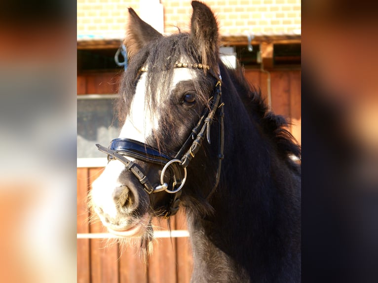 Cob Irlandese / Tinker / Gypsy Vanner Giumenta 4 Anni 128 cm Morello in Velpke