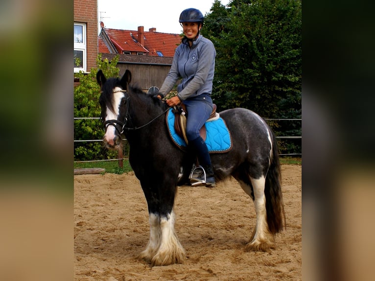 Cob Irlandese / Tinker / Gypsy Vanner Giumenta 4 Anni 128 cm Morello in Velpke