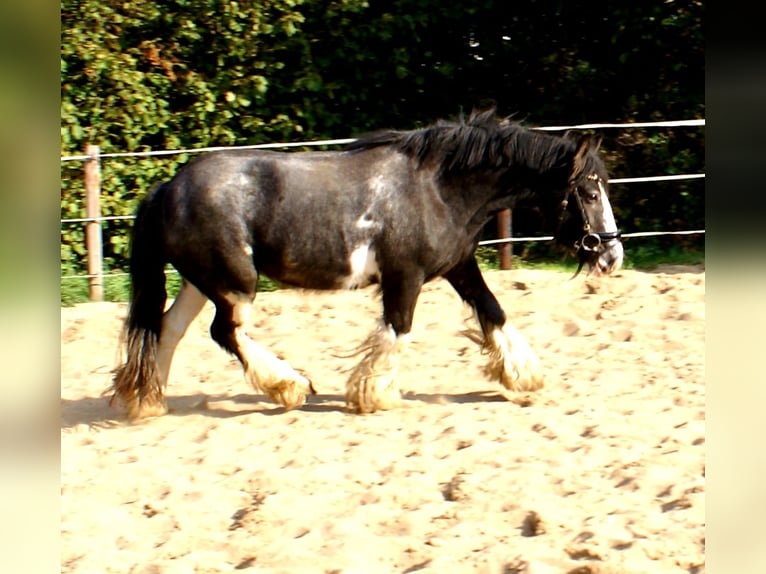 Cob Irlandese / Tinker / Gypsy Vanner Giumenta 4 Anni 128 cm Morello in Velpke