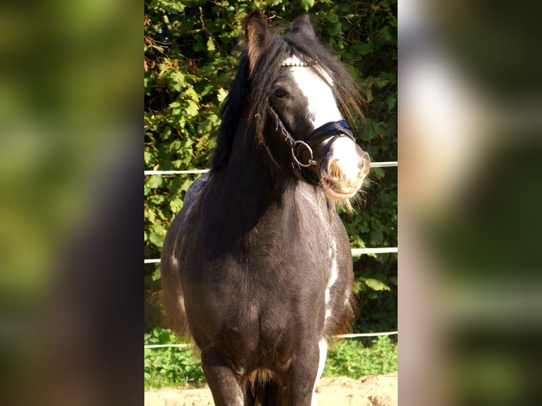 Cob Irlandese / Tinker / Gypsy Vanner Giumenta 4 Anni 128 cm Morello in Velpke