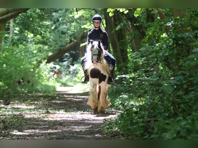 Cob Irlandese / Tinker / Gypsy Vanner Giumenta 4 Anni 132 cm Pezzato in Bogaarden