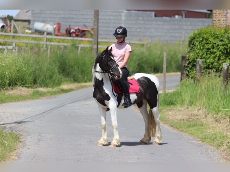 Cob Irlandese / Tinker / Gypsy Vanner Giumenta 4 Anni 132 cm Pezzato in Pepingen