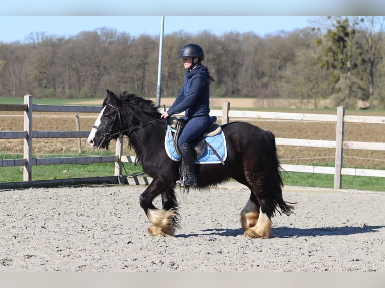Cob Irlandese / Tinker / Gypsy Vanner Giumenta 4 Anni 133 cm Morello in Pepingen