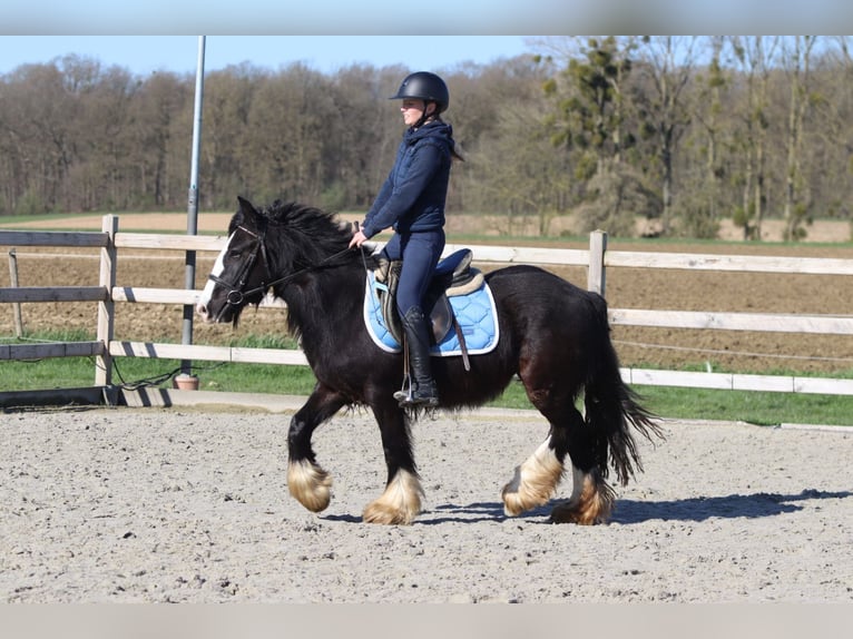 Cob Irlandese / Tinker / Gypsy Vanner Giumenta 4 Anni 133 cm Morello in Pepingen