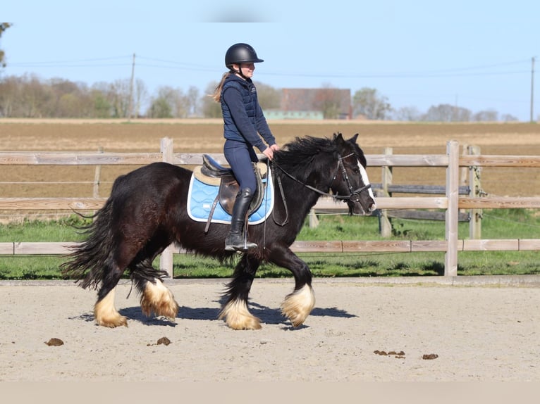 Cob Irlandese / Tinker / Gypsy Vanner Giumenta 4 Anni 133 cm Morello in Pepingen
