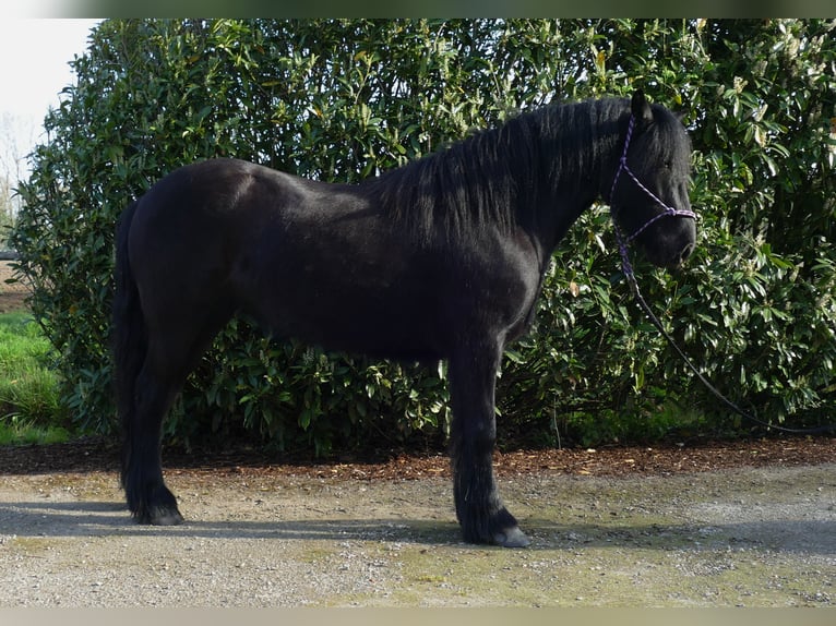 Cob Irlandese / Tinker / Gypsy Vanner Giumenta 4 Anni 138 cm Morello in Lathen