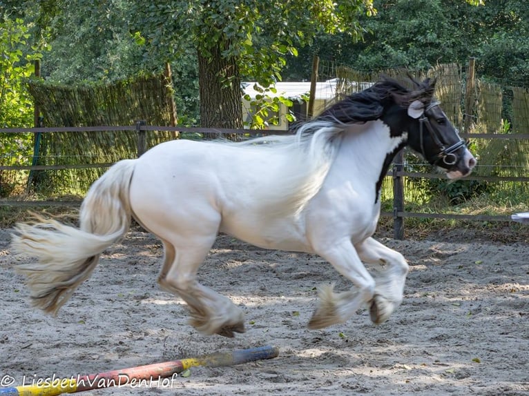 Cob Irlandese / Tinker / Gypsy Vanner Giumenta 4 Anni 138 cm Pezzato in Ostrhauderfehn