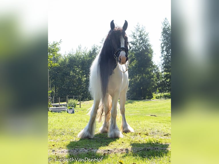 Cob Irlandese / Tinker / Gypsy Vanner Giumenta 4 Anni 138 cm Pezzato in Ostrhauderfehn
