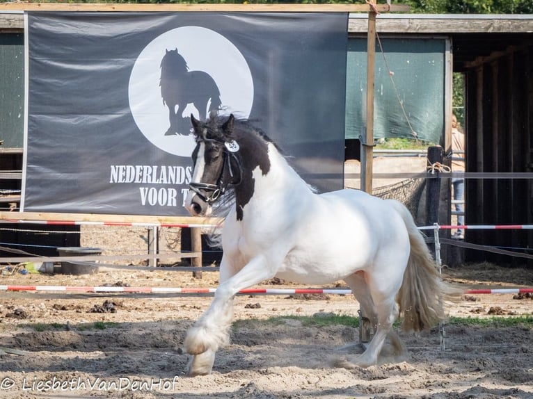 Cob Irlandese / Tinker / Gypsy Vanner Giumenta 4 Anni 138 cm Pezzato in Ostrhauderfehn