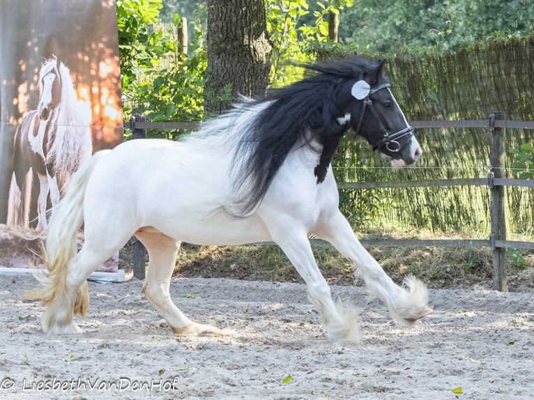 Cob Irlandese / Tinker / Gypsy Vanner Giumenta 4 Anni 138 cm Pezzato in Ostrhauderfehn