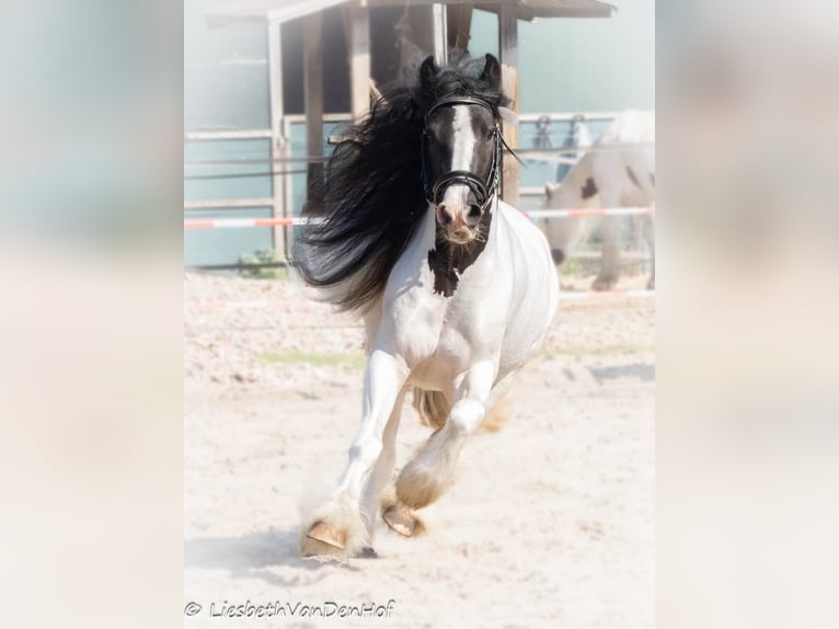 Cob Irlandese / Tinker / Gypsy Vanner Giumenta 4 Anni 138 cm Pezzato in Ostrhauderfehn