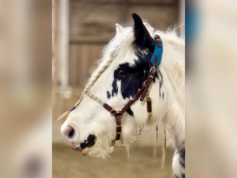Cob Irlandese / Tinker / Gypsy Vanner Giumenta 4 Anni 140 cm Pezzato in Kranichfeld