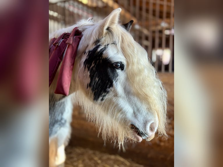 Cob Irlandese / Tinker / Gypsy Vanner Giumenta 4 Anni 140 cm Pezzato in Kranichfeld