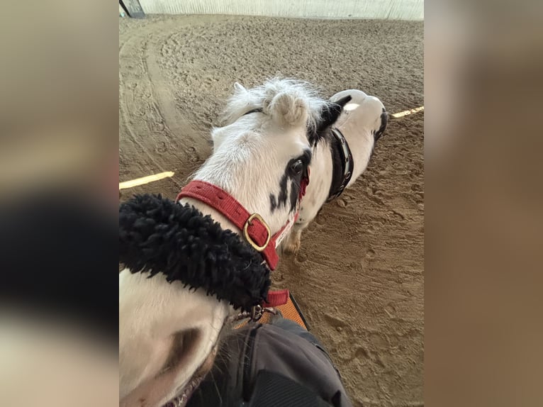 Cob Irlandese / Tinker / Gypsy Vanner Giumenta 4 Anni 140 cm Pezzato in Kranichfeld