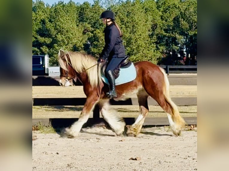Cob Irlandese / Tinker / Gypsy Vanner Giumenta 4 Anni 140 cm Sauro scuro in Johnston