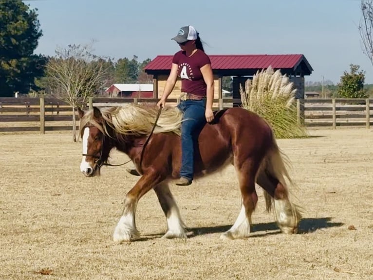 Cob Irlandese / Tinker / Gypsy Vanner Giumenta 4 Anni 140 cm Sauro scuro in Johnston