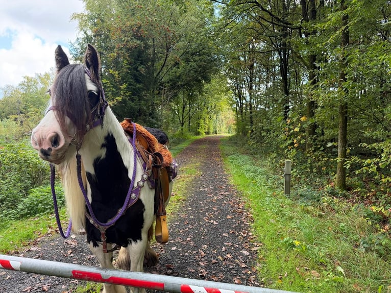 Cob Irlandese / Tinker / Gypsy Vanner Giumenta 4 Anni 142 cm Pezzato in Linkenbach