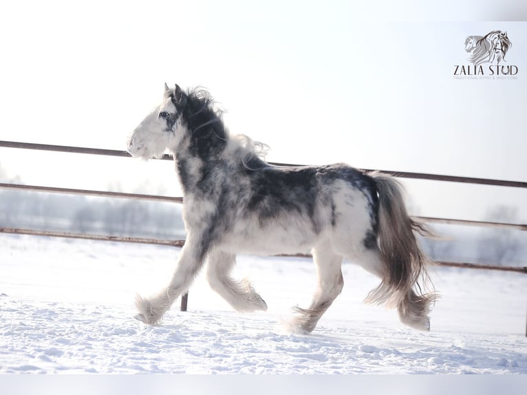 Cob Irlandese / Tinker / Gypsy Vanner Giumenta 4 Anni 143 cm in Stryków