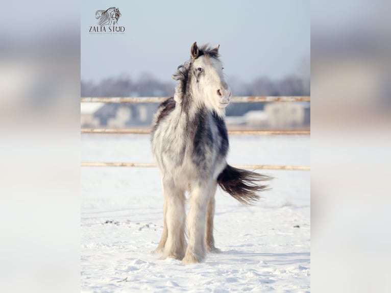 Cob Irlandese / Tinker / Gypsy Vanner Giumenta 4 Anni 143 cm in Stryków