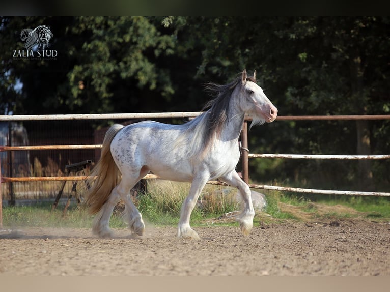 Cob Irlandese / Tinker / Gypsy Vanner Giumenta 4 Anni 143 cm in Stryków