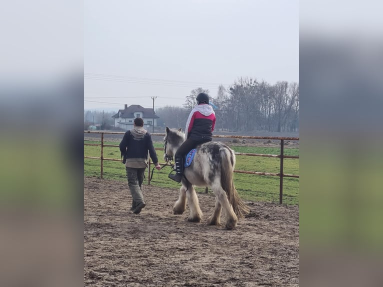 Cob Irlandese / Tinker / Gypsy Vanner Giumenta 4 Anni 143 cm in Stryków