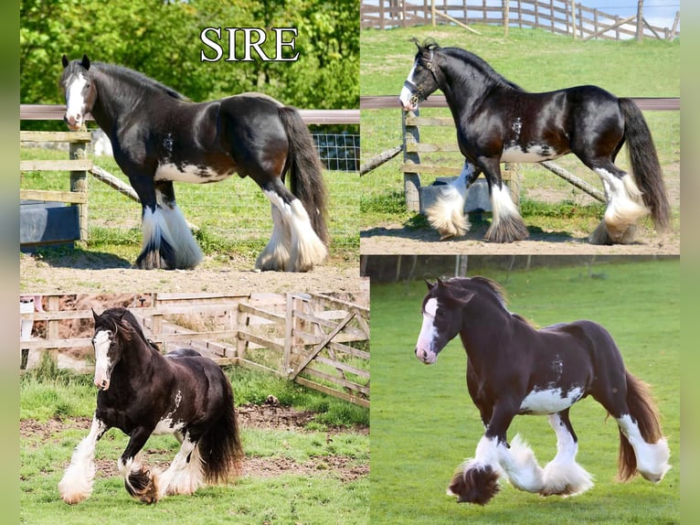 Cob Irlandese / Tinker / Gypsy Vanner Giumenta 4 Anni 143 cm in Stryków