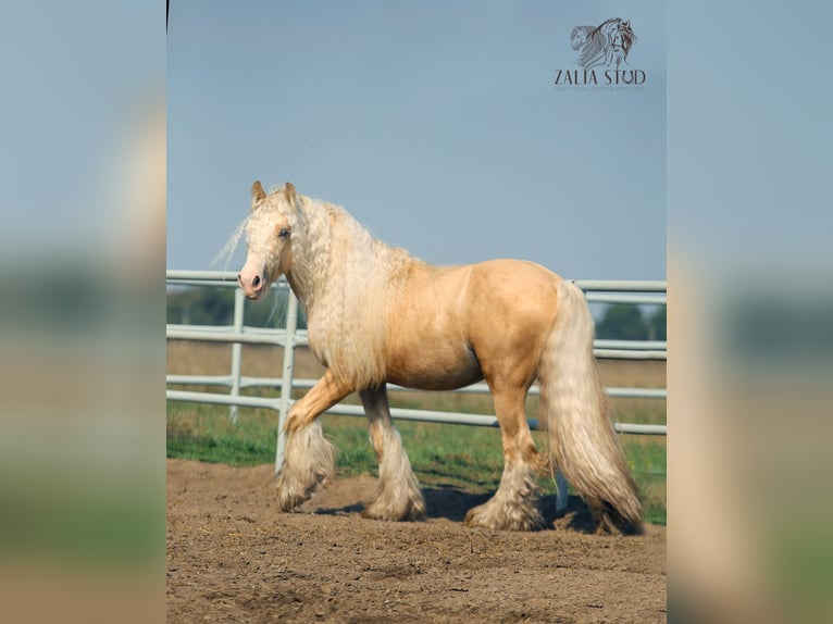 Cob Irlandese / Tinker / Gypsy Vanner Giumenta 4 Anni 143 cm in Stryków