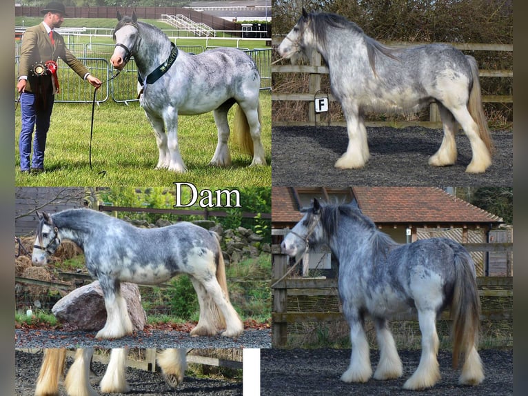 Cob Irlandese / Tinker / Gypsy Vanner Giumenta 4 Anni 143 cm in Stryków